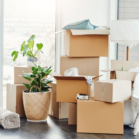 Healthy houseplants carefully packed and ready for relocation to a new home