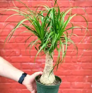 Ponytail palm with thick trunk and long arching leaves in indoor light