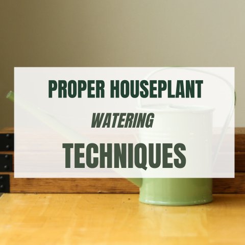 Proper Houseplant Watering Techniques - Ed's Plant Shop