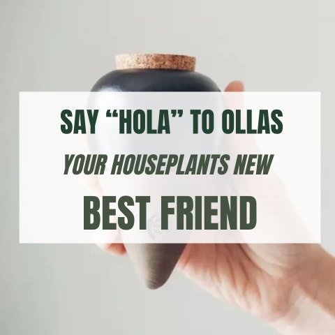 Say "Hola" To Ollas - Your Houseplants New Best Friend! - Ed's Plant Shop