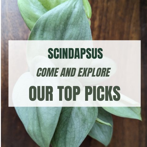 Scindapsus: Come And Explore Our Top Picks - Ed's Plant Shop
