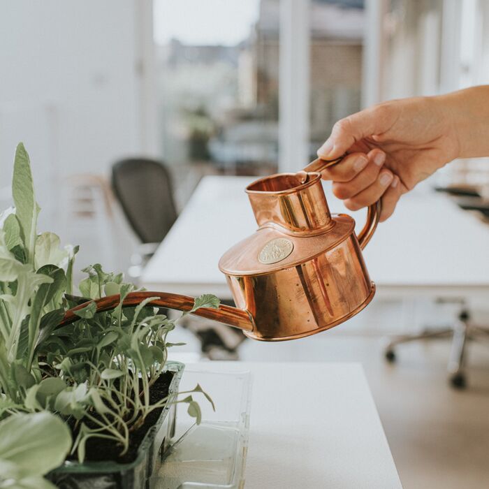 Selecting the Best Watering Can for Your Houseplants: A Comprehensive Guide - Ed's Plant Shop