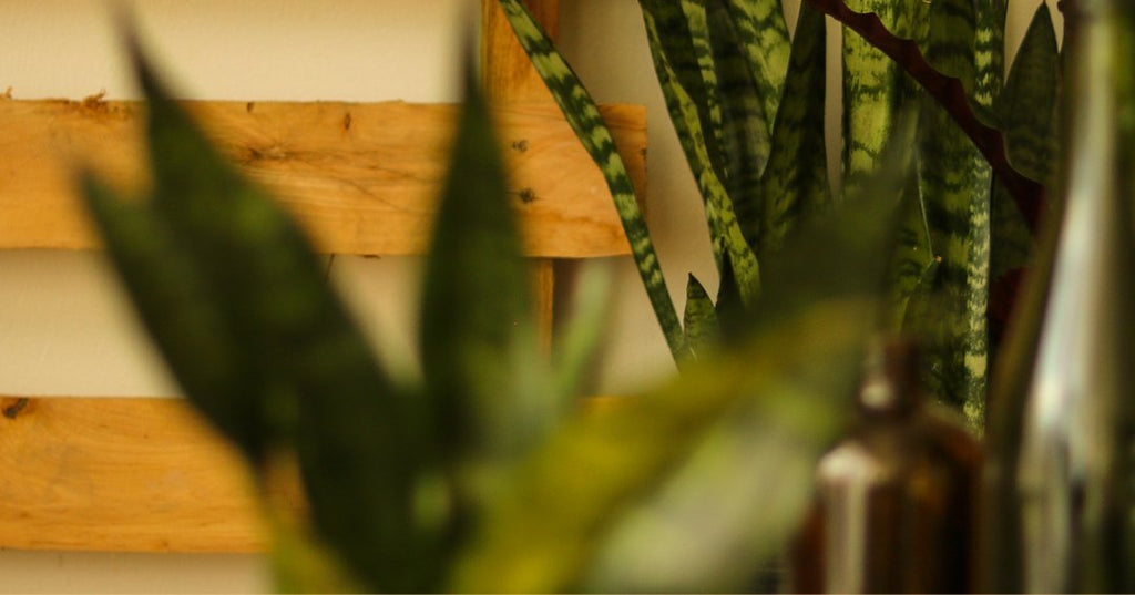 Six Indoor Plants Perfect for Your Workspace - Ed's Plant Shop