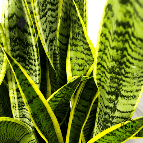 Snake Plant Care Guide for Happy, Low-Maintenance Greenery - Ed's Plant Shop