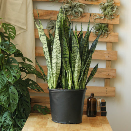 Snake Plants: The Houseplant You Can’t Kill