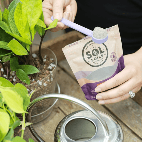 Sol Soils - The Best Option For Indoor Soil - Ed's Plant Shop