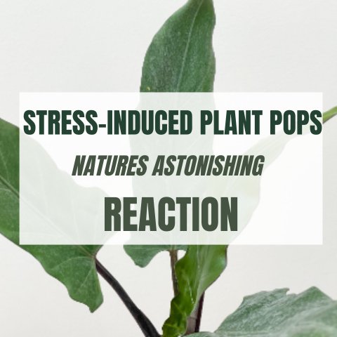 Stress-Induced Plant Pops: Nature's Astonishing Reaction - Ed's Plant Shop