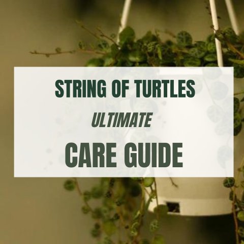 String of Turtles Ultimate Care Guide - Ed's Plant Shop