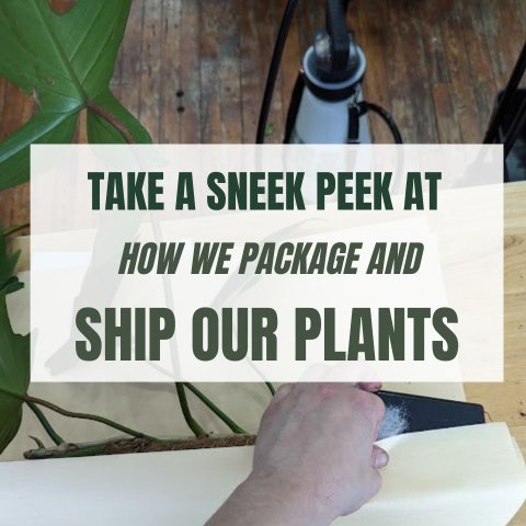 Take Sneak Peek At How We Package and Ship Our Plants - Ed's Plant Shop