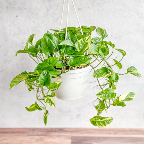 Hardy hanging basket houseplants cascading from ceiling planters