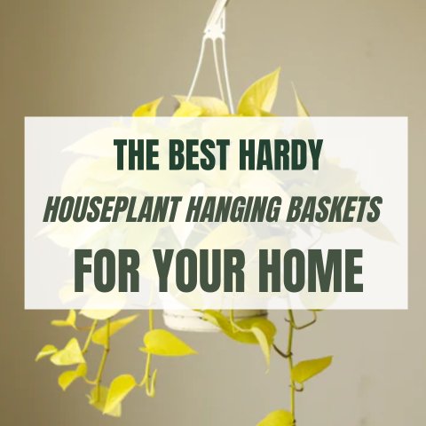 The Best Hardy Houseplant Hanging Baskets For Your Home - Ed's Plant Shop