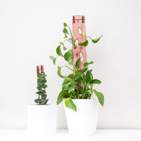 Best Plant Trellises & Supports for Indoor Climbing Plants