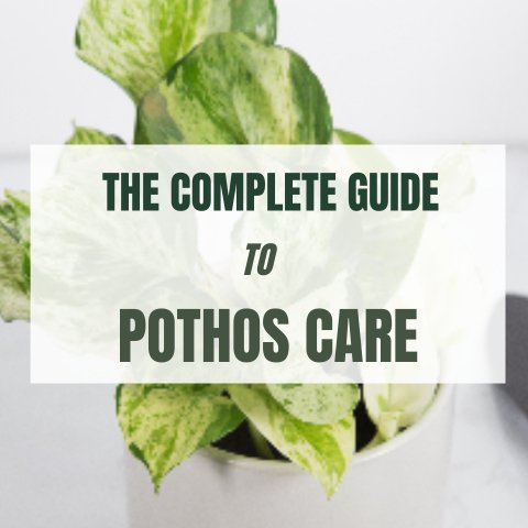 The Complete Guide to Pothos Care - Ed's Plant Shop