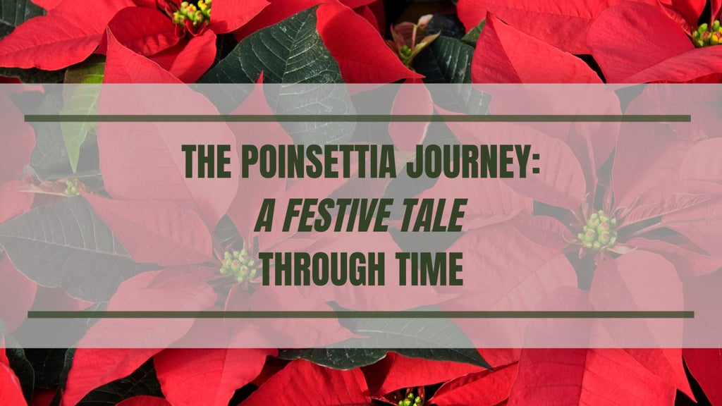 The Poinsettia Journey: A Festive Tale Through Time - Ed's Plant Shop