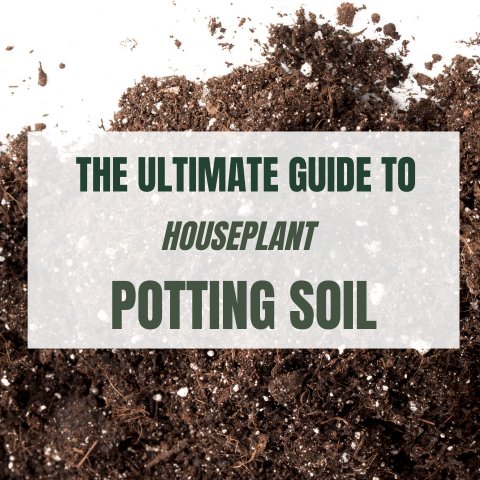 The Ultimate Guide to Houseplant Potting Soil - Ed's Plant Shop
