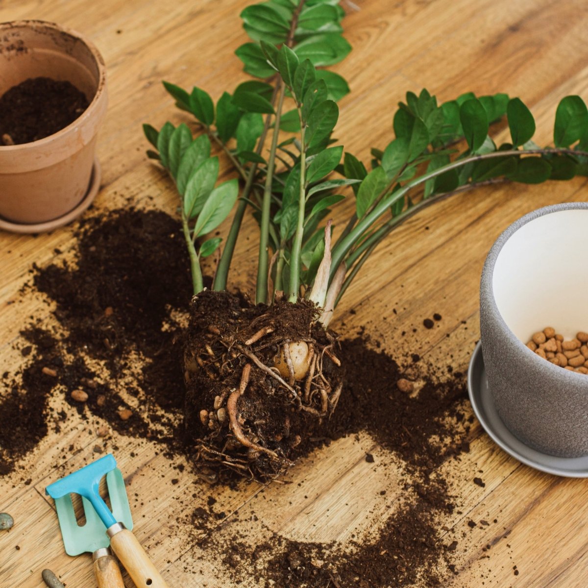 The Ultimate Guide to Houseplant Potting Soil  Ed's Plant Shop