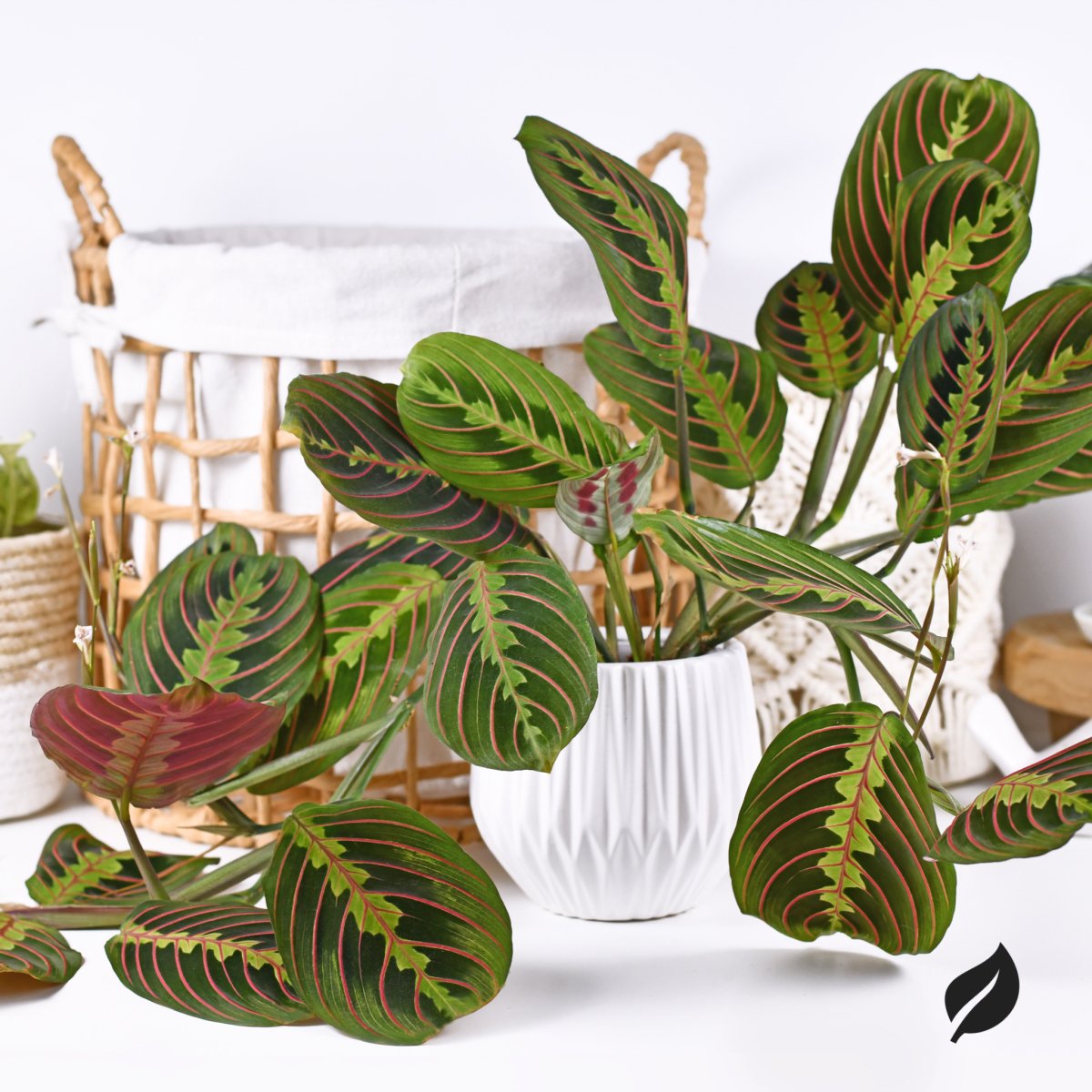 haworthia succulent care Shop 'Haworthia reinwardtii – Zebra Wart' Care and Growing Guide