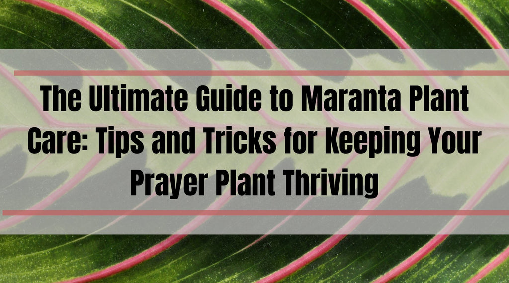 The Ultimate Guide to Maranta Plant Care: Tips and Tricks for Keeping Your Prayer Plant Thriving - Ed's Plant Shop