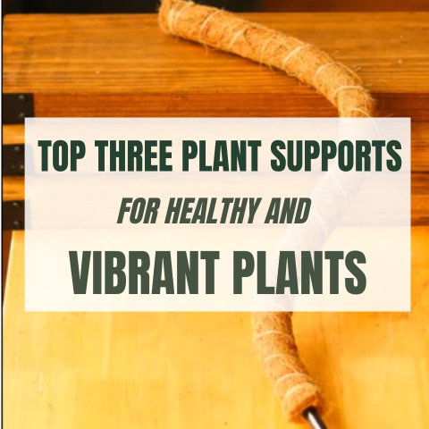Top 3 Plant Supports for Healthy and Vibrant Indoor Plants - Ed's Plant Shop