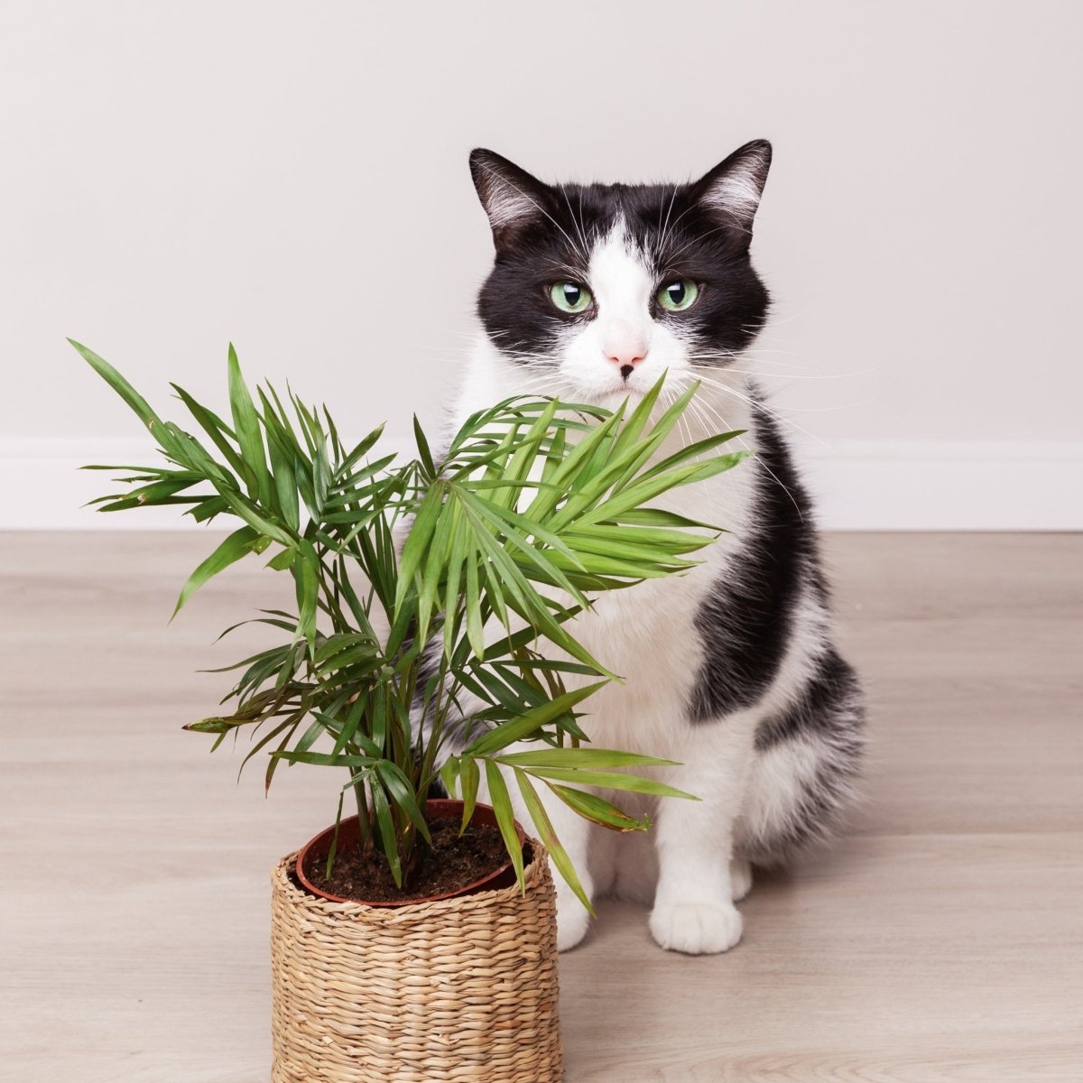 Indoor plants displayed in a living room with a cat resting nearby