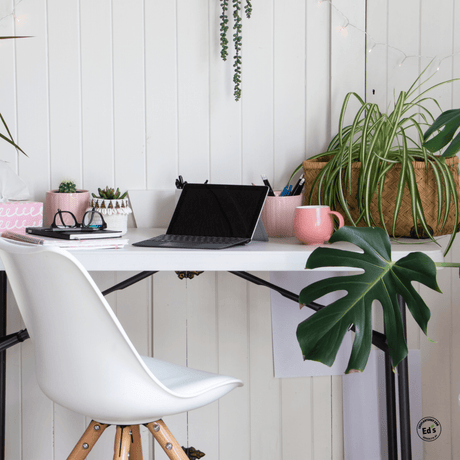 Top Maintenance-Free Plants to Brighten Up Your Office for the New Year - Ed's Plant Shop