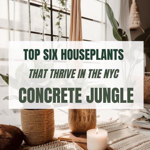 Top Six Houseplants That Thrive In The Concrete Jungle - Ed's Plant Shop