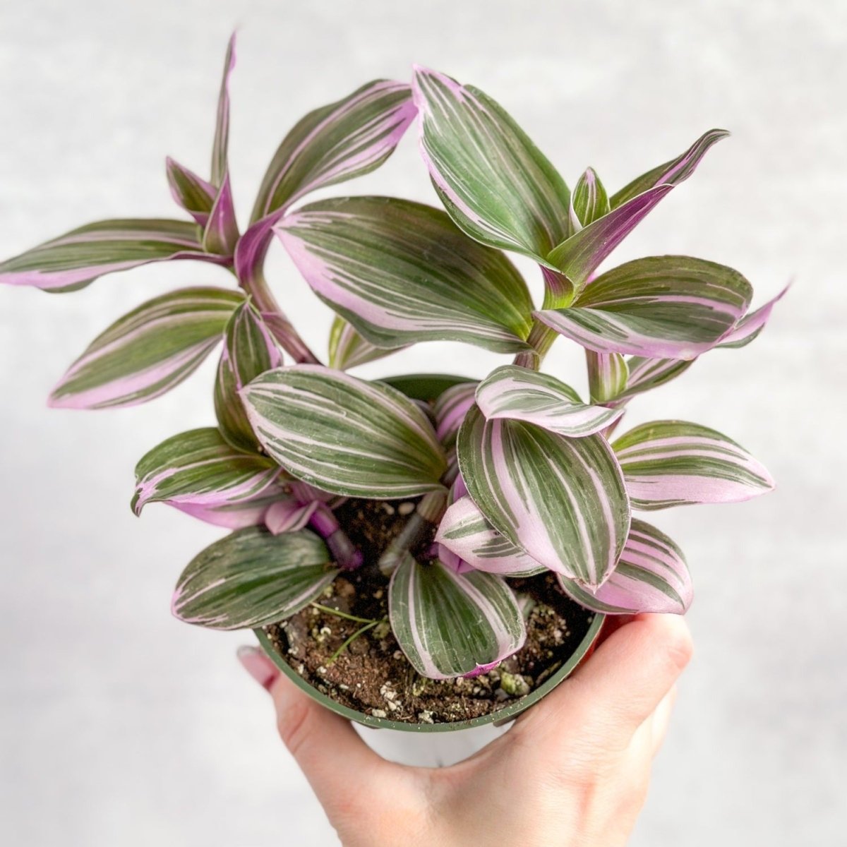 Colorful Tradescantia Zebrina and Nanouk trailing plants in bright indoor light