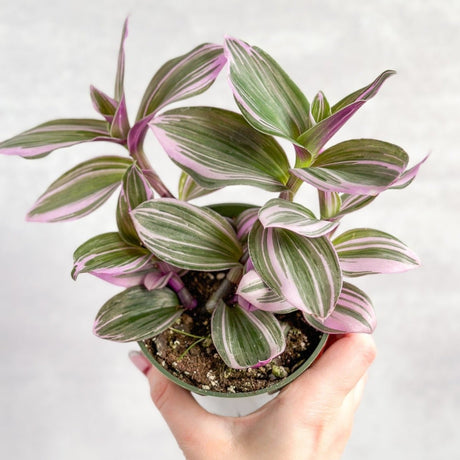 Colorful Tradescantia Zebrina and Nanouk trailing plants in bright indoor light