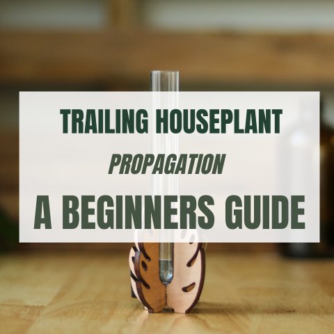 How to Propagate Trailing Plants in Water or Soil