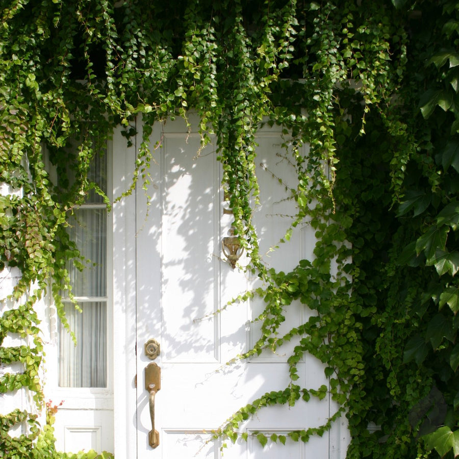 Transform Your Entryway: 4 Jungle Door Decor Ideas – Ed's Plant Shop