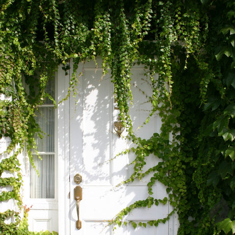 Transform Your Entryway: 4 Jungle Door Decor Ideas - Ed's Plant Shop