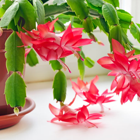 Types of Christmas Cactus Plants - Mystery Solved! - Ed's Plant Shop