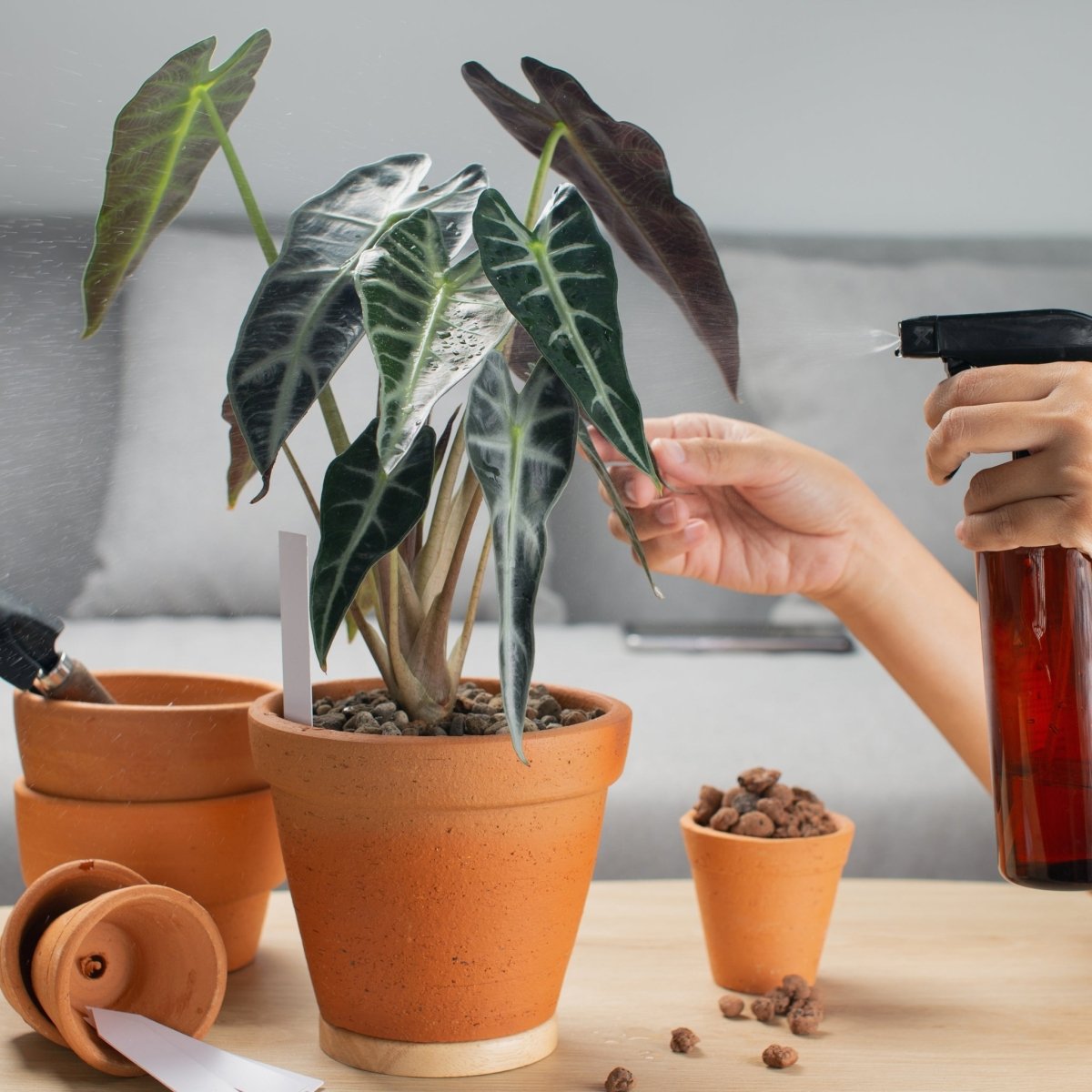 A Beginner's Guide to Caring for Alocasia Plants  Ed's Plant Shop
