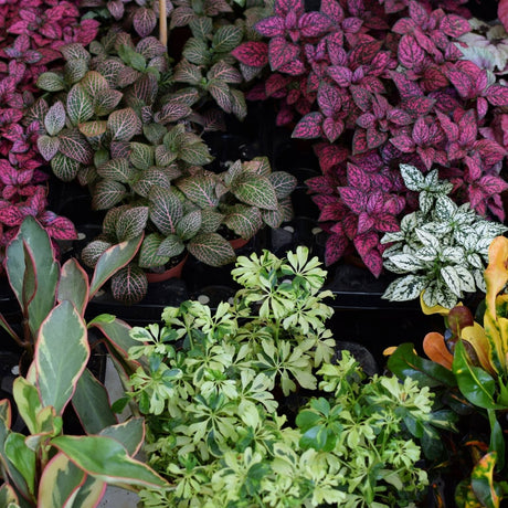 Understanding the Fascinating World of Plant Variegation - Ed's Plant Shop