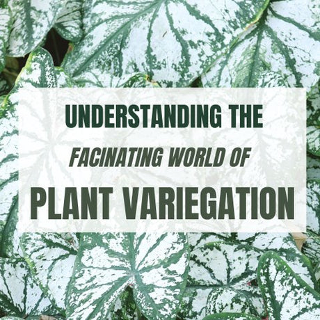 Understanding the Fascinating World of Plant Variegation - Ed's Plant Shop