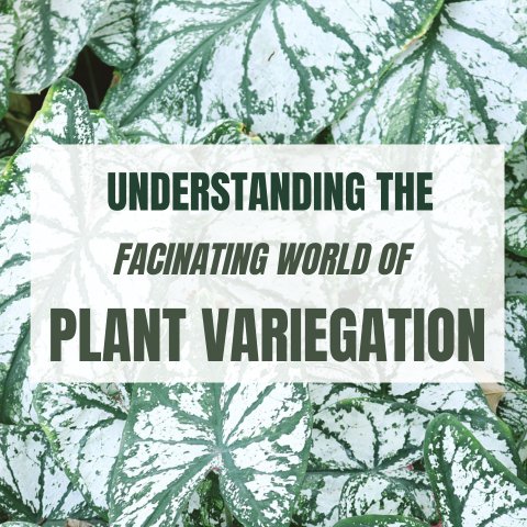 Understanding the Fascinating World of Plant Variegation - Ed's Plant Shop