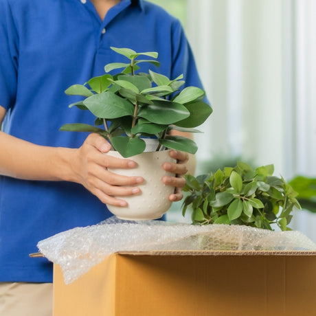 Hands carefully unboxing a freshly shipped potted houseplant