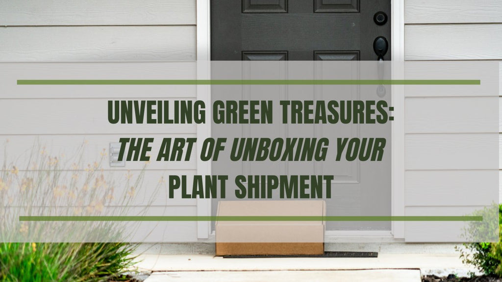 Unveiling Green Treasures: The Art Of Unboxing Your Plant Shipment - Ed's Plant Shop
