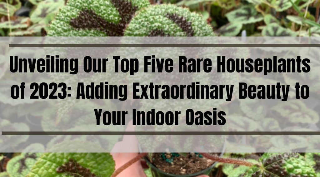 Unveiling Our Top Five Rare Houseplants of 2023: Adding Extraordinary Beauty to Your Indoor Oasis - Ed's Plant Shop