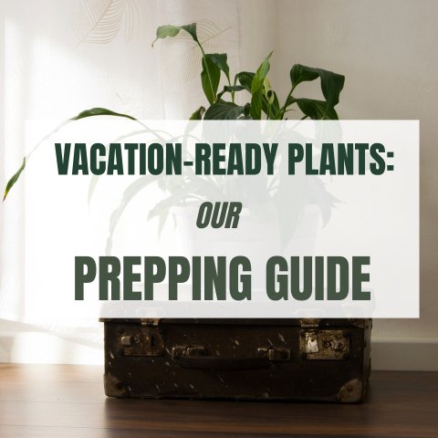 Vacation-Ready Plants: Our Prepping Guide - Ed's Plant Shop