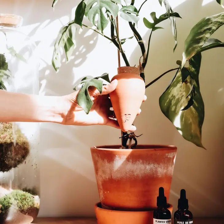 Vacation-Ready Plants: Our Prepping Guide - Ed's Plant Shop