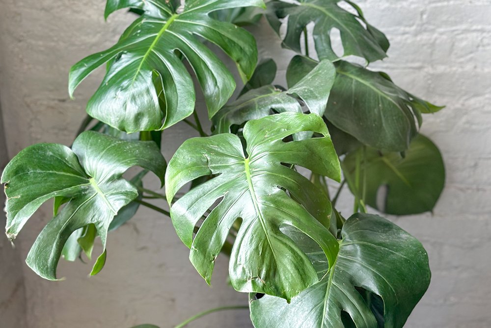 Why Are Your Monstera Leaves Turning Yellow? - Ed's Plant Shop