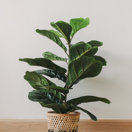 Why is My Fiddle Leaf Fig Dropping Leaves? Common Problems & Fixes - Ed's Plant Shop