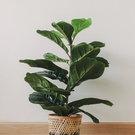 Fiddle Leaf Fig with a mix of healthy and dropping leaves in a living room