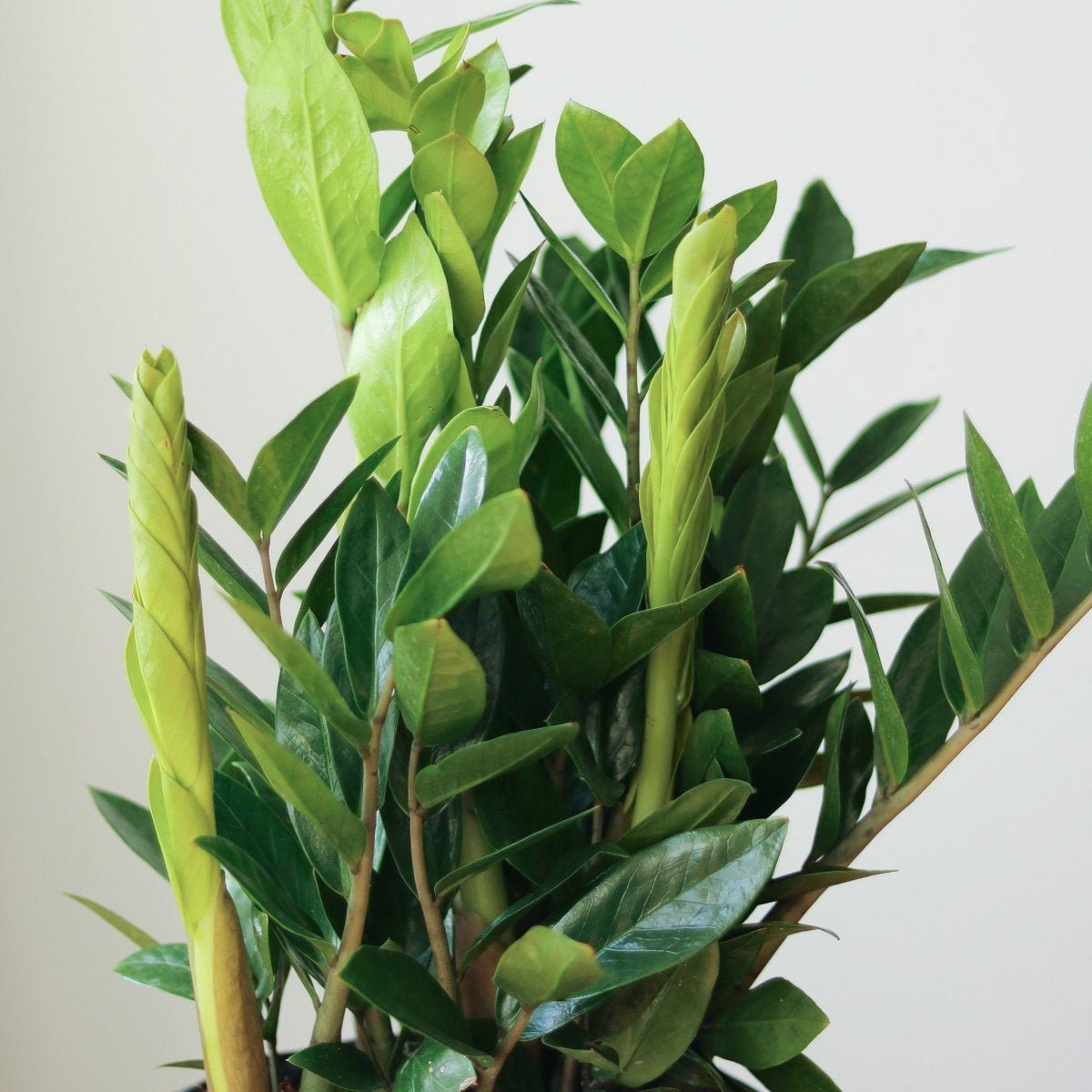 ZZ Plant Care Guide: The Secret to a Happy Zamioculcas Zamiifolia - Ed's Plant Shop