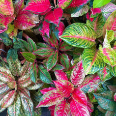 Aglaonema (Chinese Evergreen) - Ed's Plant Shop