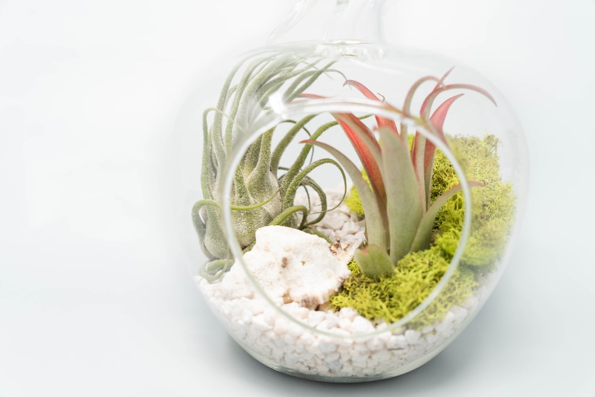 Air Plants for Sale | Easy-Care Tillandsia at Ed's Plant Shop