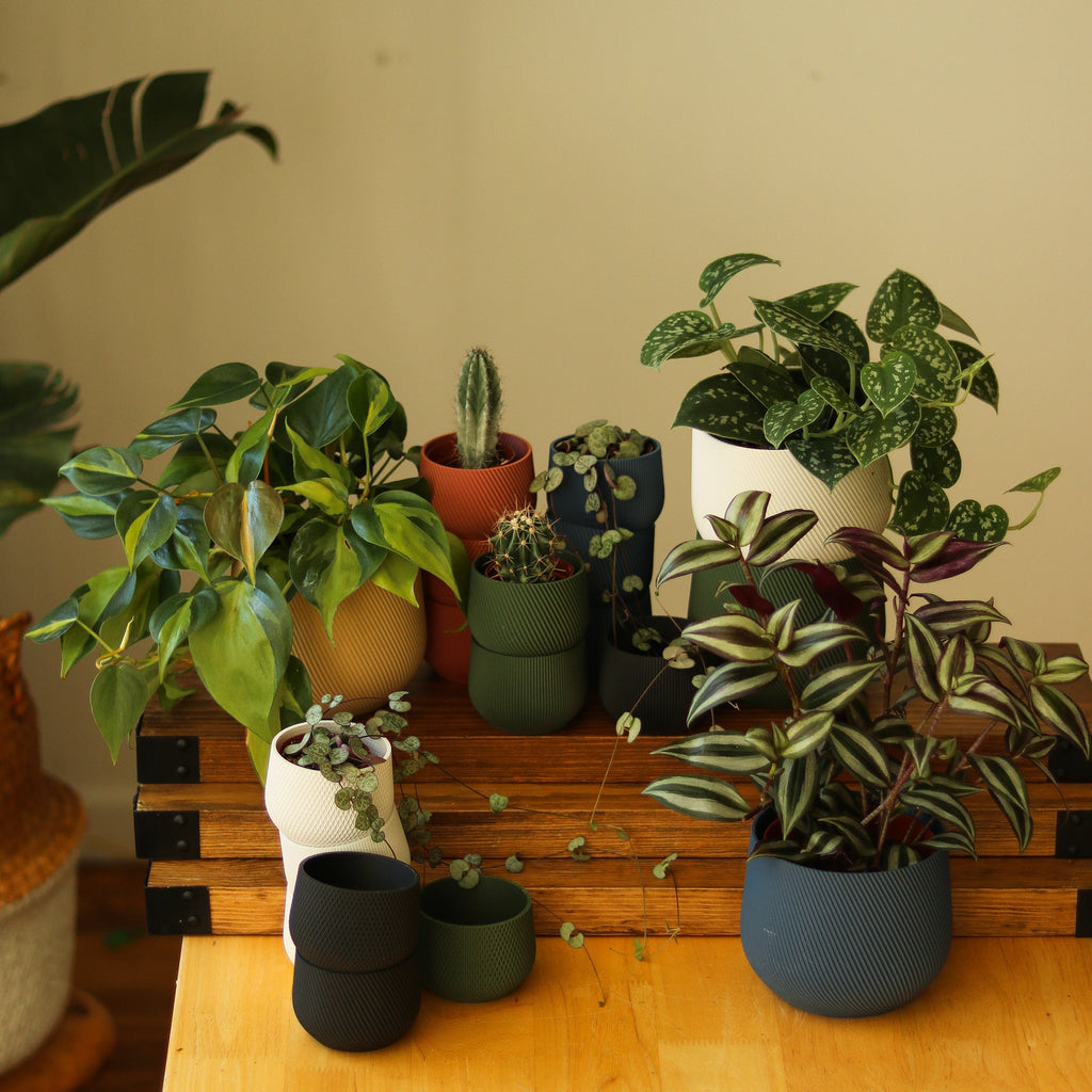 All Products - Ed's Plant Shop
