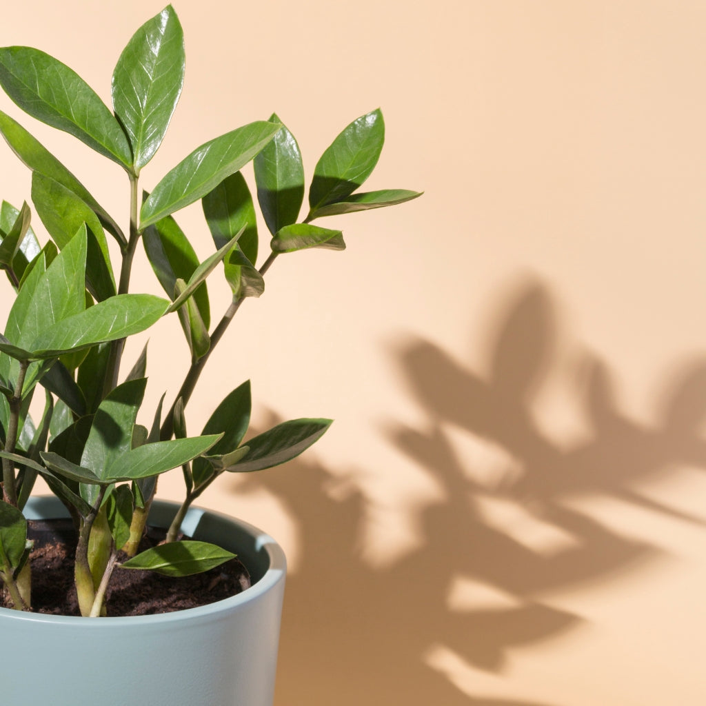 Low Maintenance Houseplants - Easy Care Plants