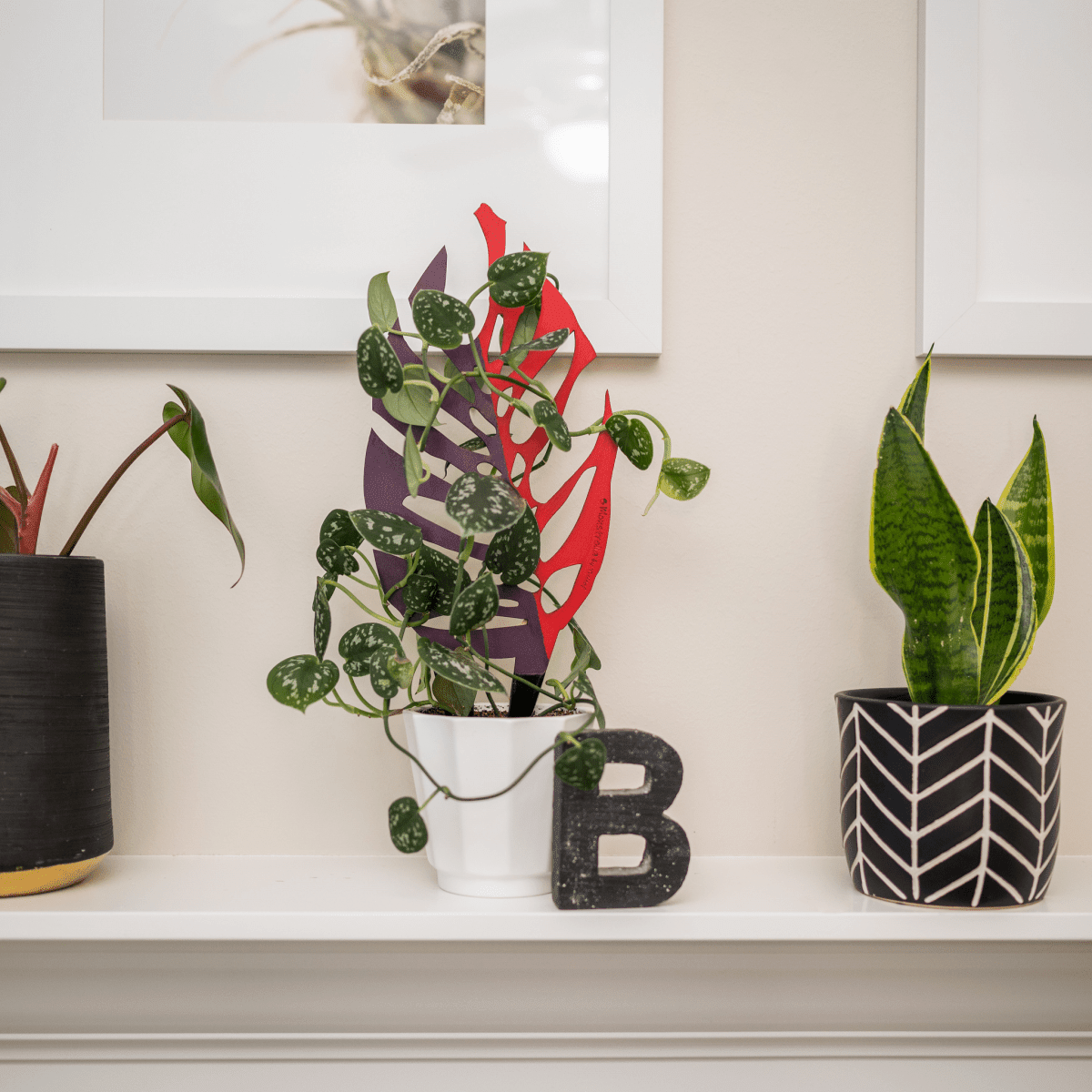 Browse Plants by Genus & Botanical Name